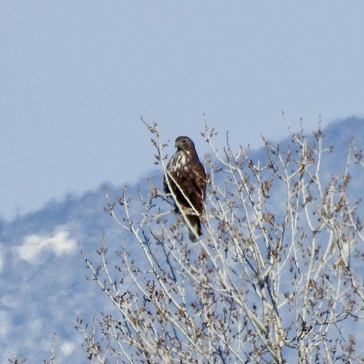 Red-tailed Hawk (Harlan's) - ML617565737