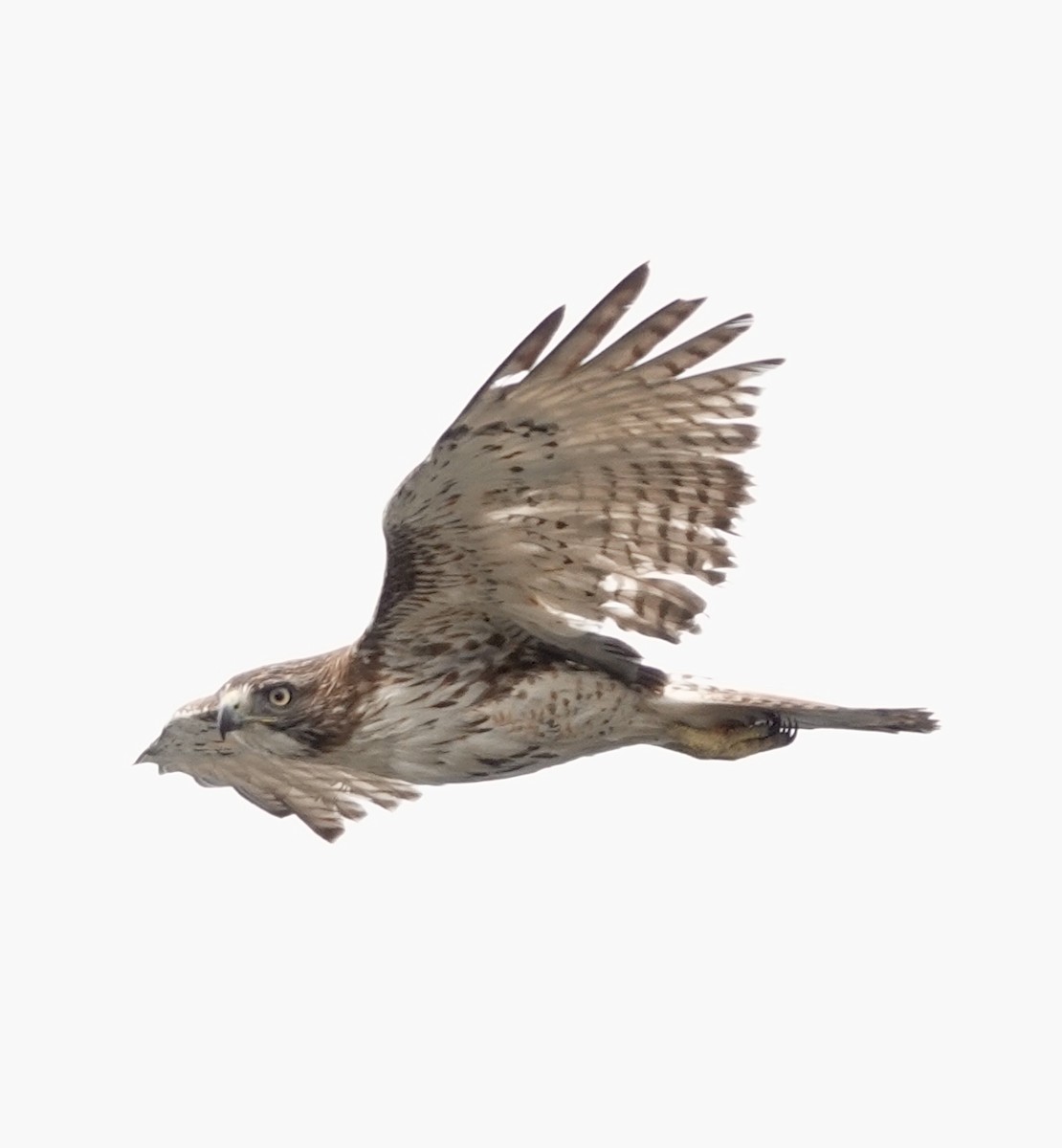 Red-tailed Hawk - ML617565841