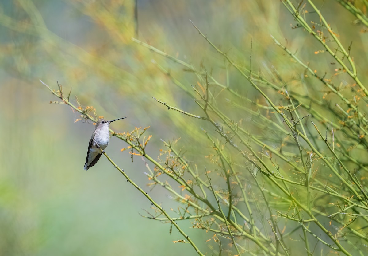 Black-chinned Hummingbird - ML617565871