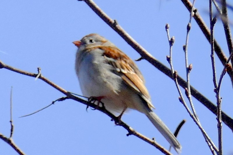 Field Sparrow - ML617565923