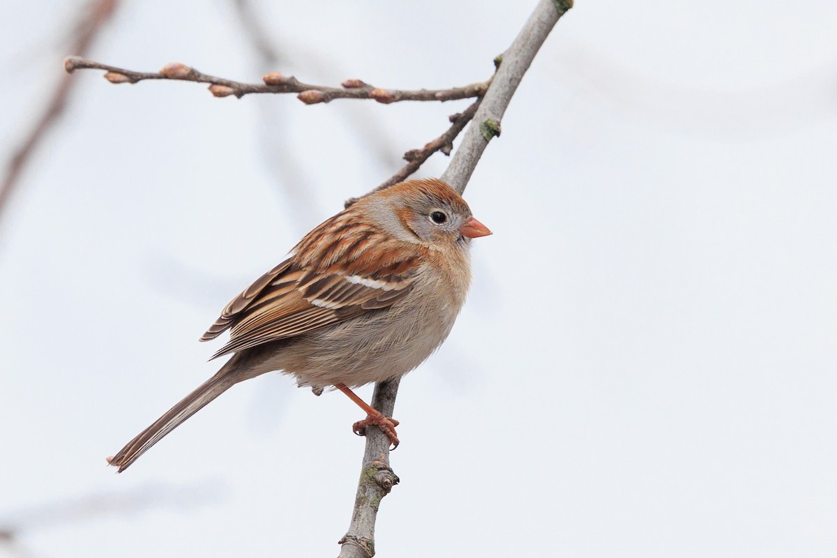 Field Sparrow - Brian Stahls