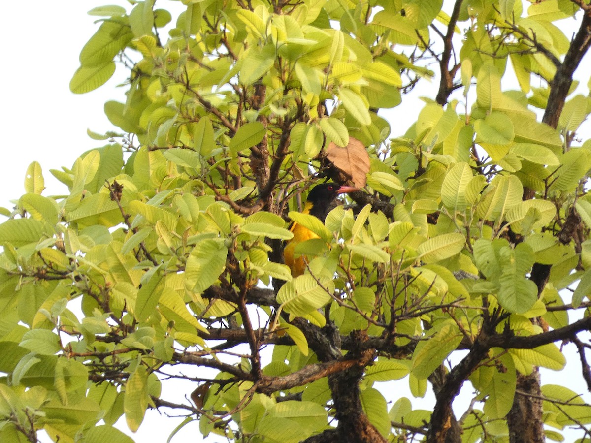 Blossom-headed Parakeet - ML617565967