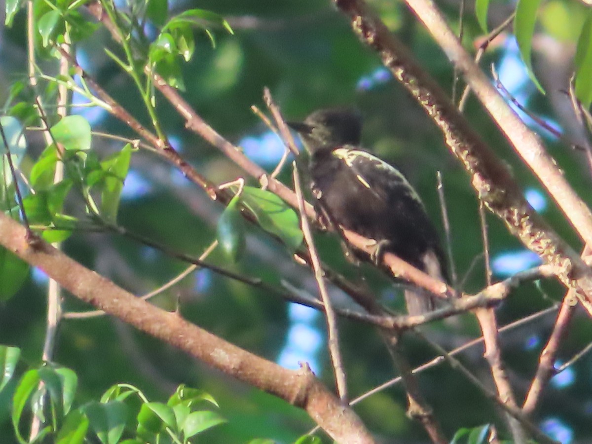 Heart-spotted Woodpecker - ML617565971