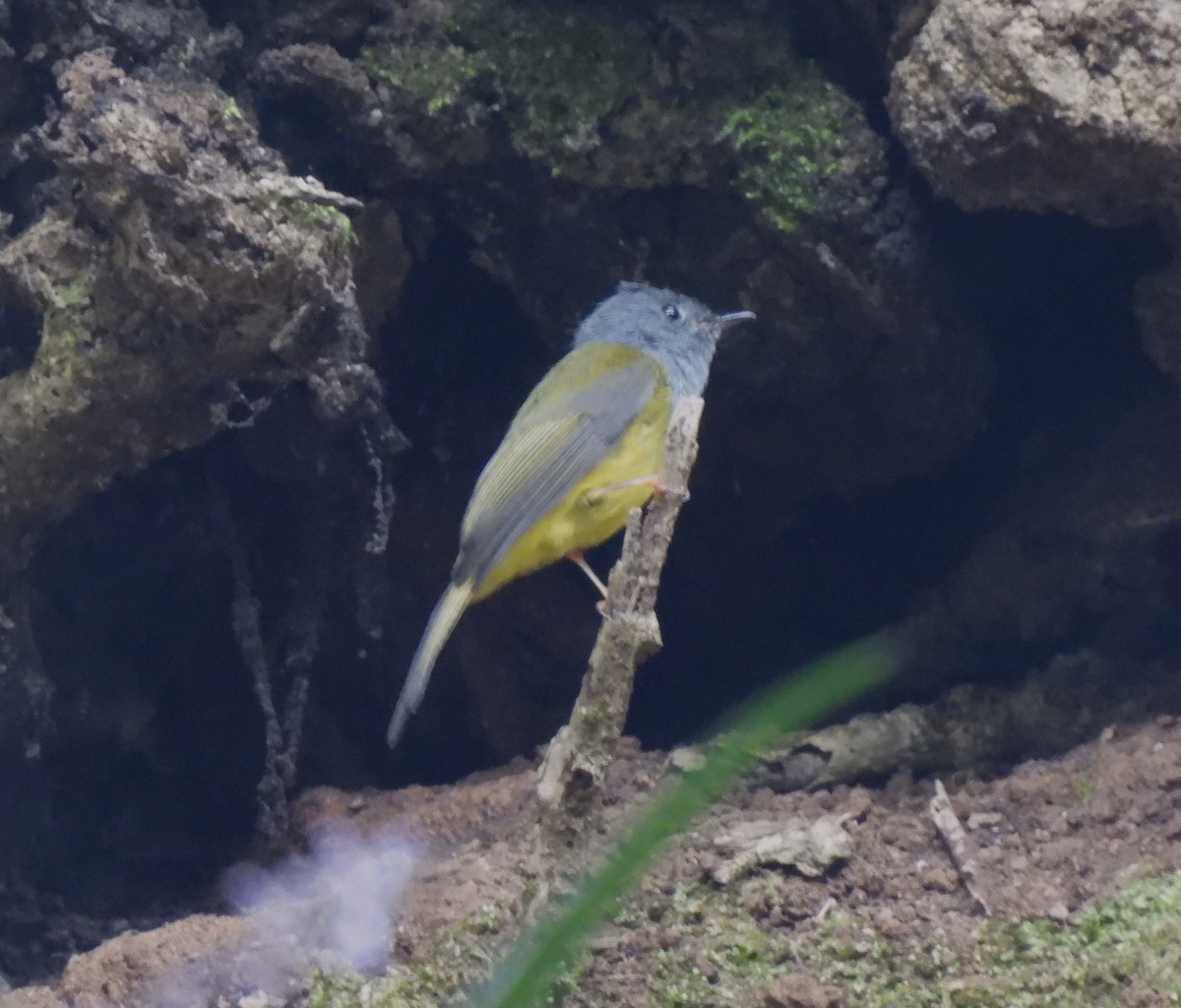 Gray-headed Canary-Flycatcher - ML617565972