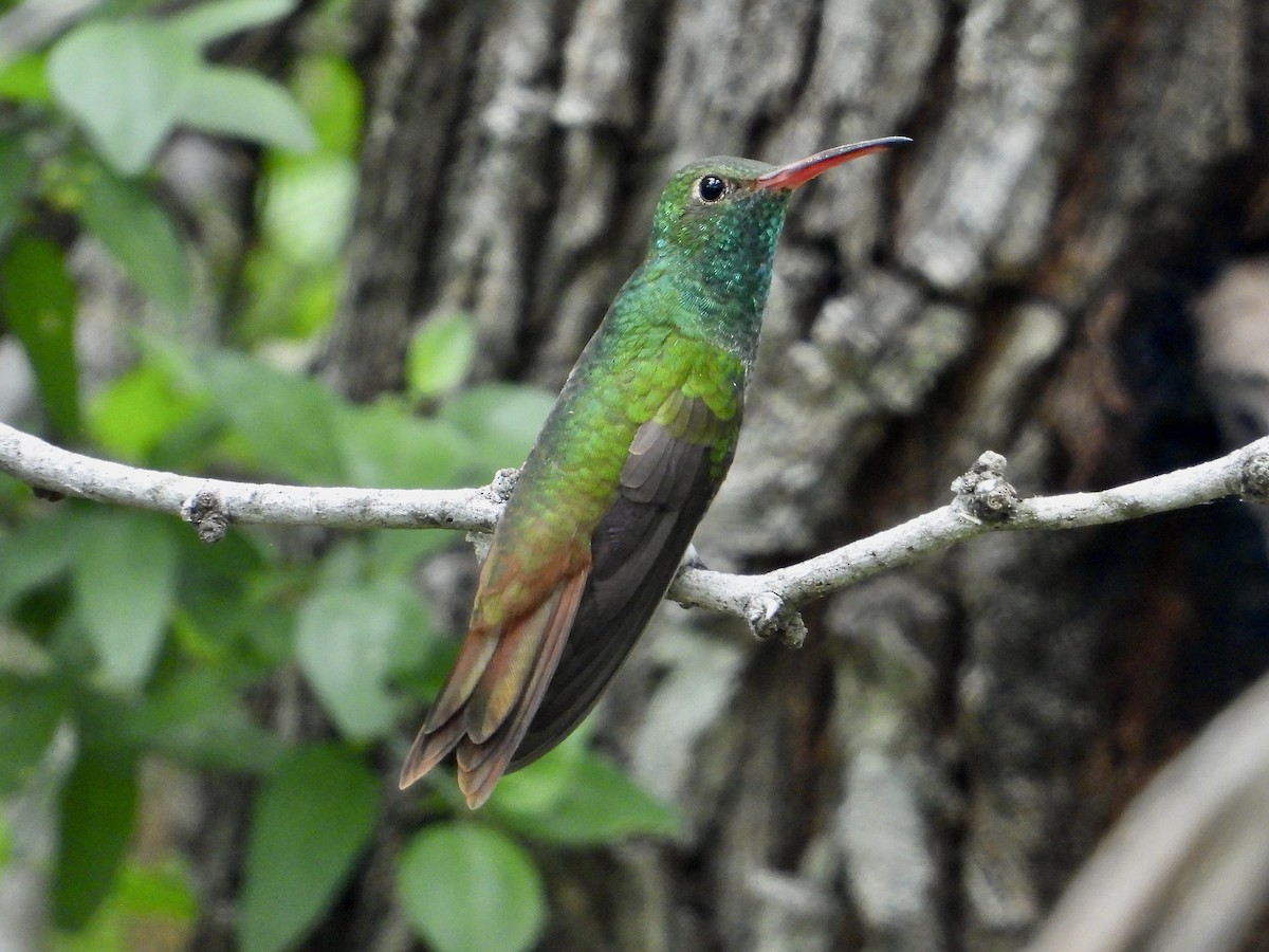 kolibřík yukatanský (ssp. cerviniventris/chalconota) - ML617565974
