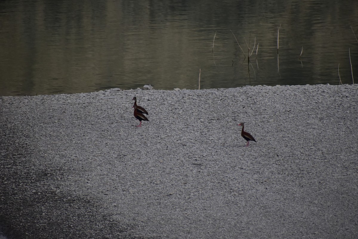 Black-bellied Whistling-Duck - CEMEX Valles