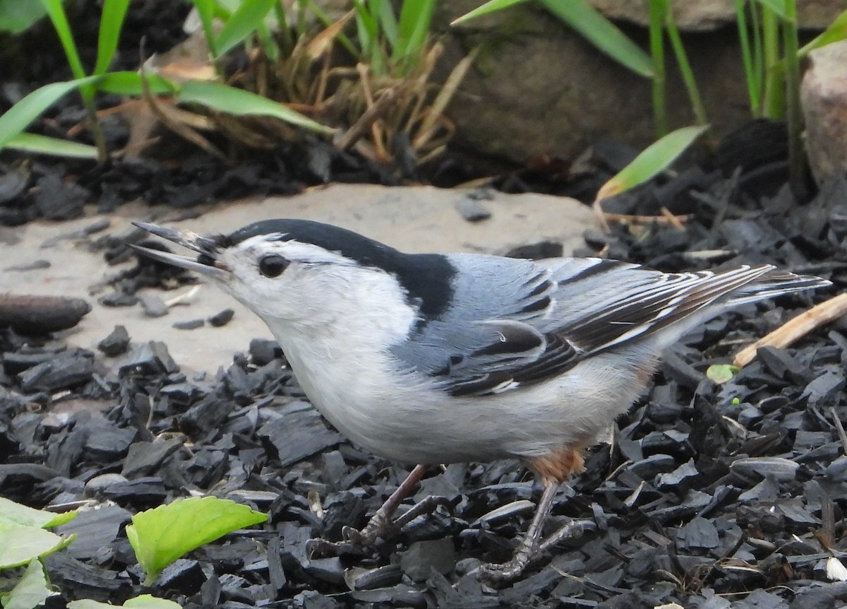 White-breasted Nuthatch - ML617565995