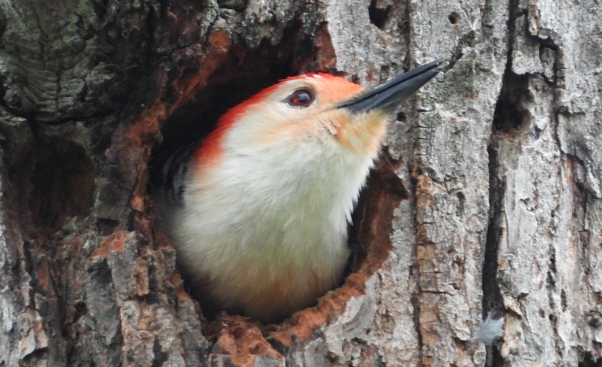 Red-bellied Woodpecker - Brent Daggett