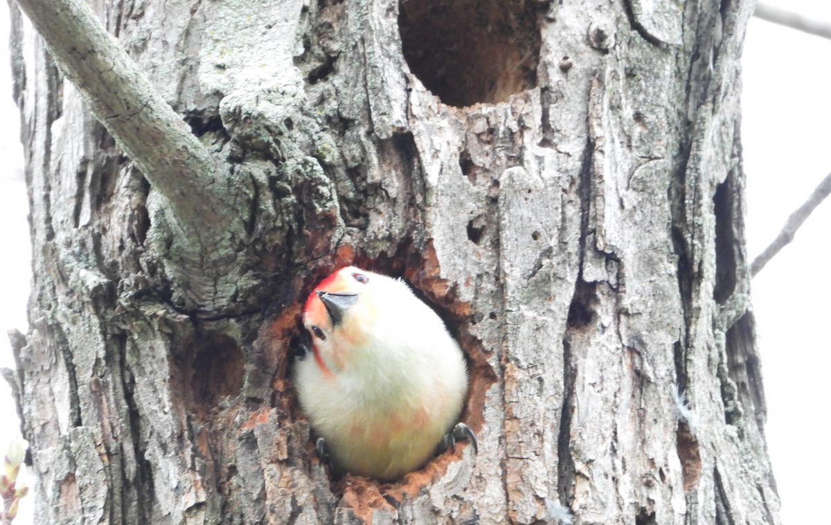 Red-bellied Woodpecker - Brent Daggett