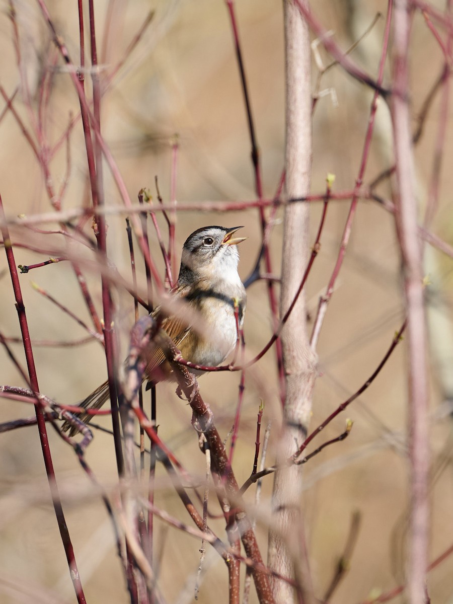 Swamp Sparrow - Barry Elkind