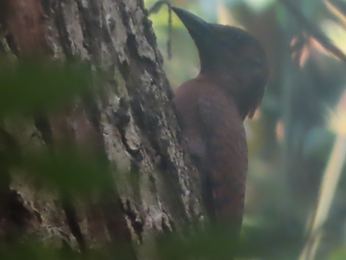 Rufous Woodpecker - ML617566033
