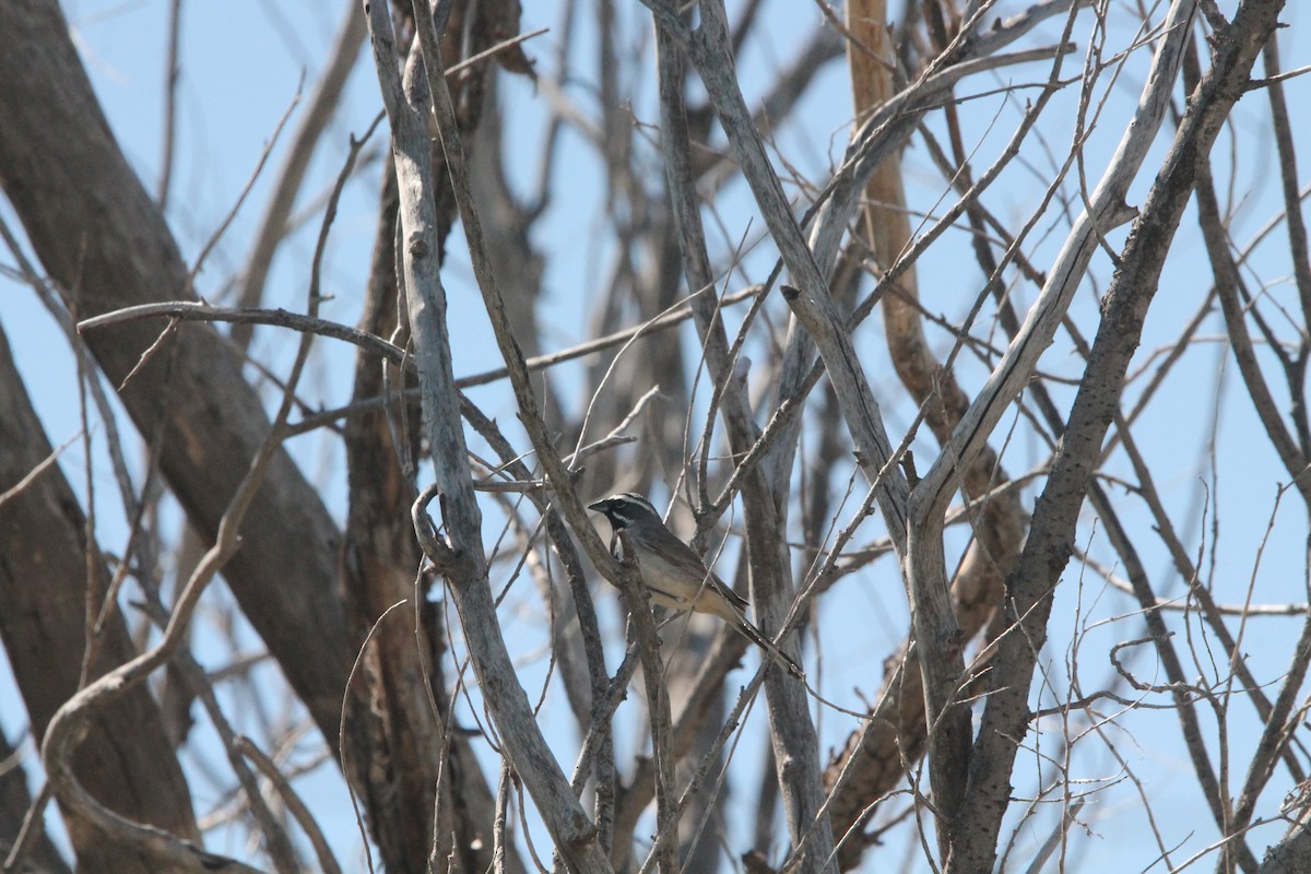 Black-throated Sparrow - Brad Shine