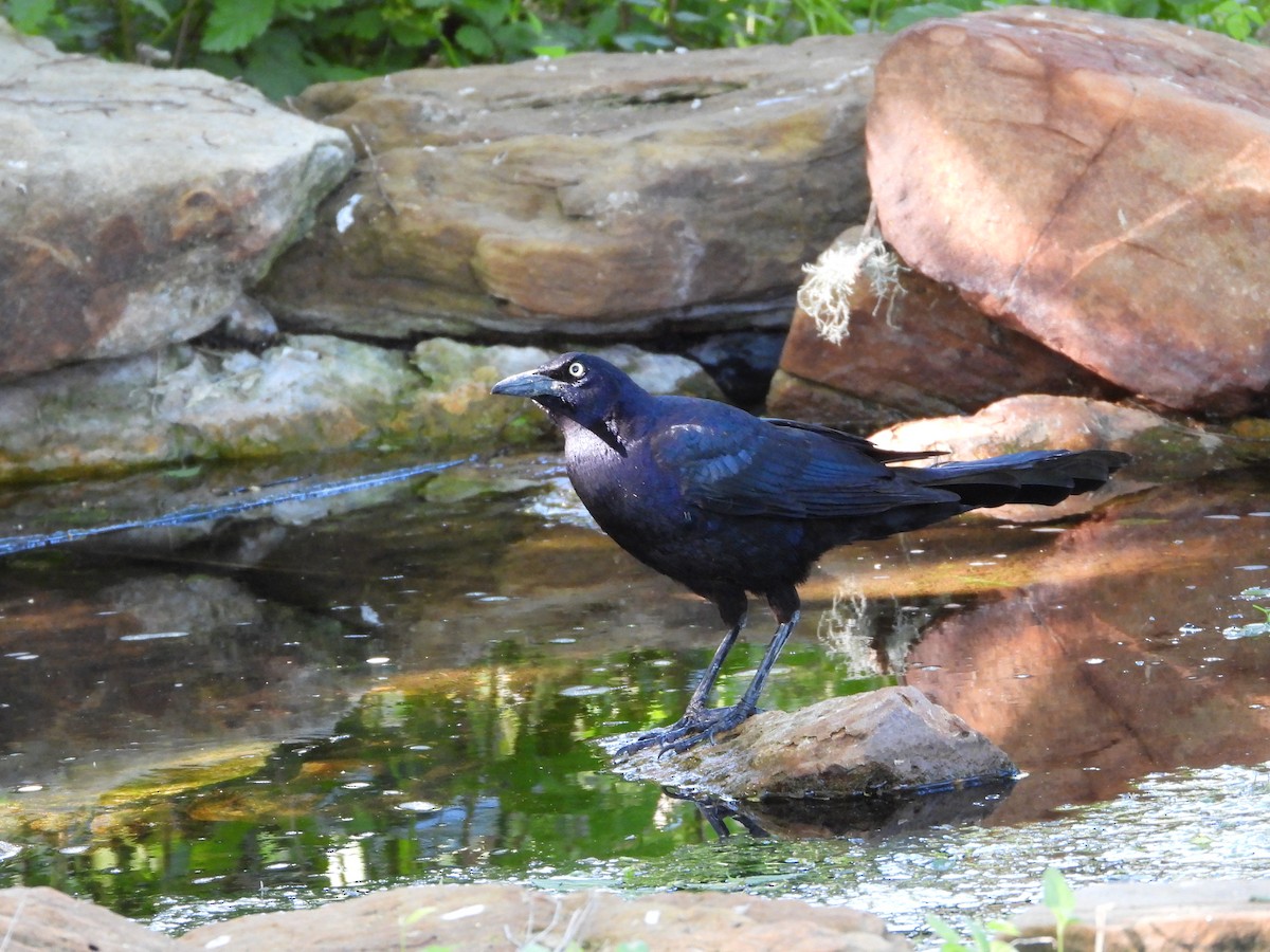 Great-tailed Grackle - Fred Collins