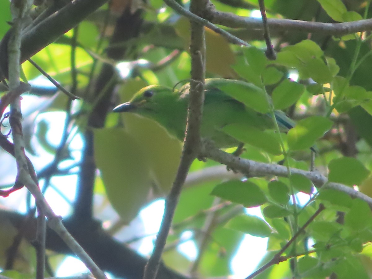 Blue-winged Leafbird - ML617566103