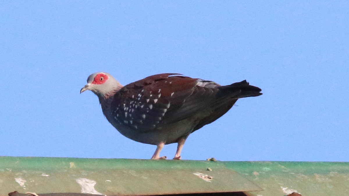 Speckled Pigeon - Rick Folkening