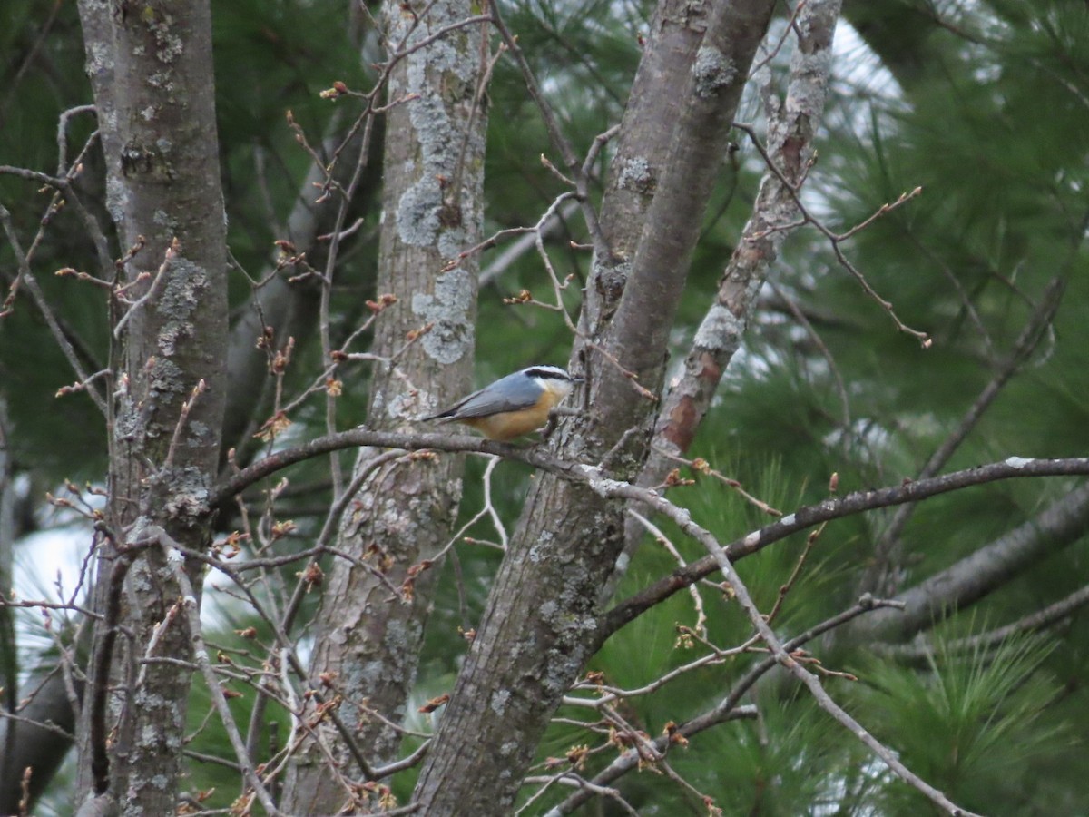 Red-breasted Nuthatch - ML617566154