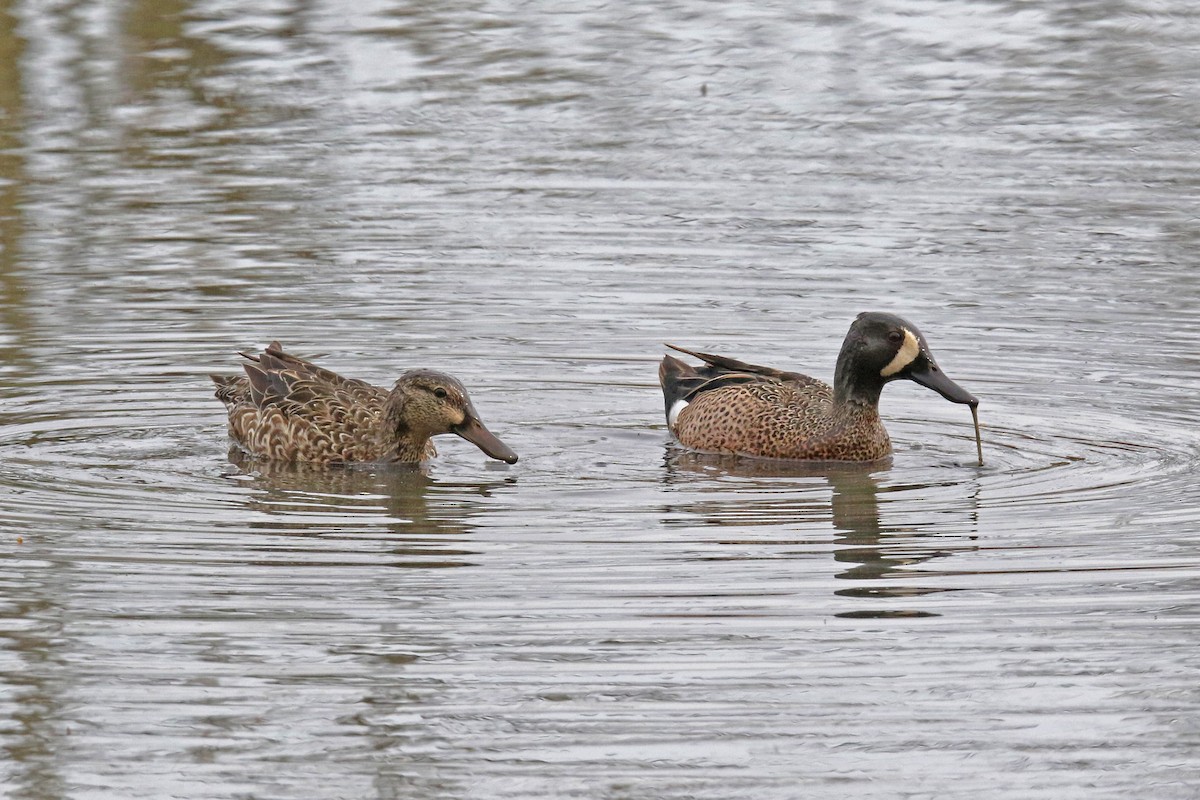 eBird Checklist 18 Apr 2024 Celery Bog Nature Area 50 species