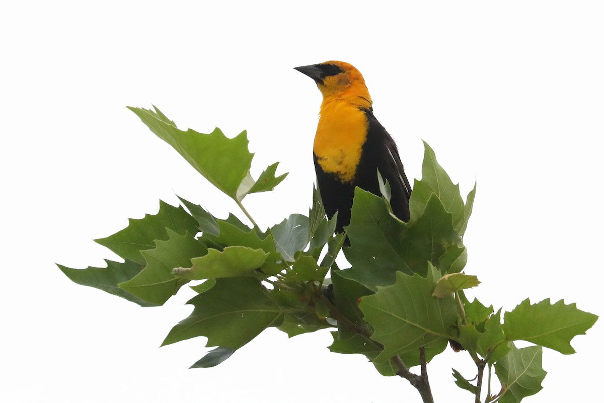 Yellow-headed Blackbird - ML617566180