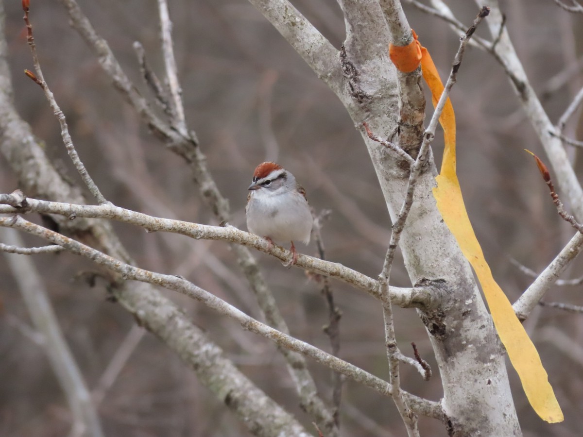 Chipping Sparrow - ML617566181