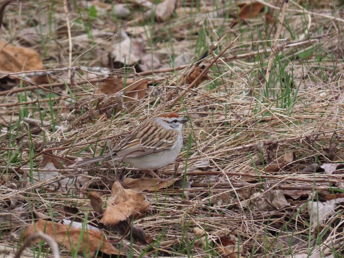 Chipping Sparrow - ML617566183