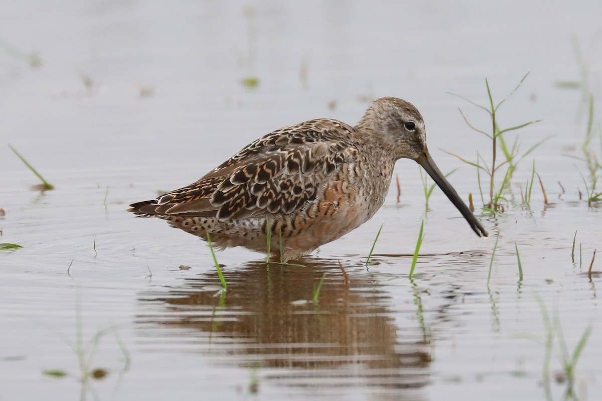 Long-billed Dowitcher - ML617566213
