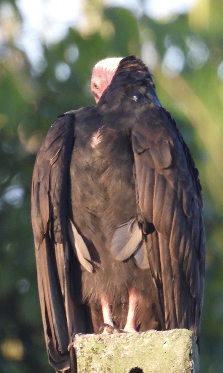 Turkey Vulture (Tropical) - ML617566251