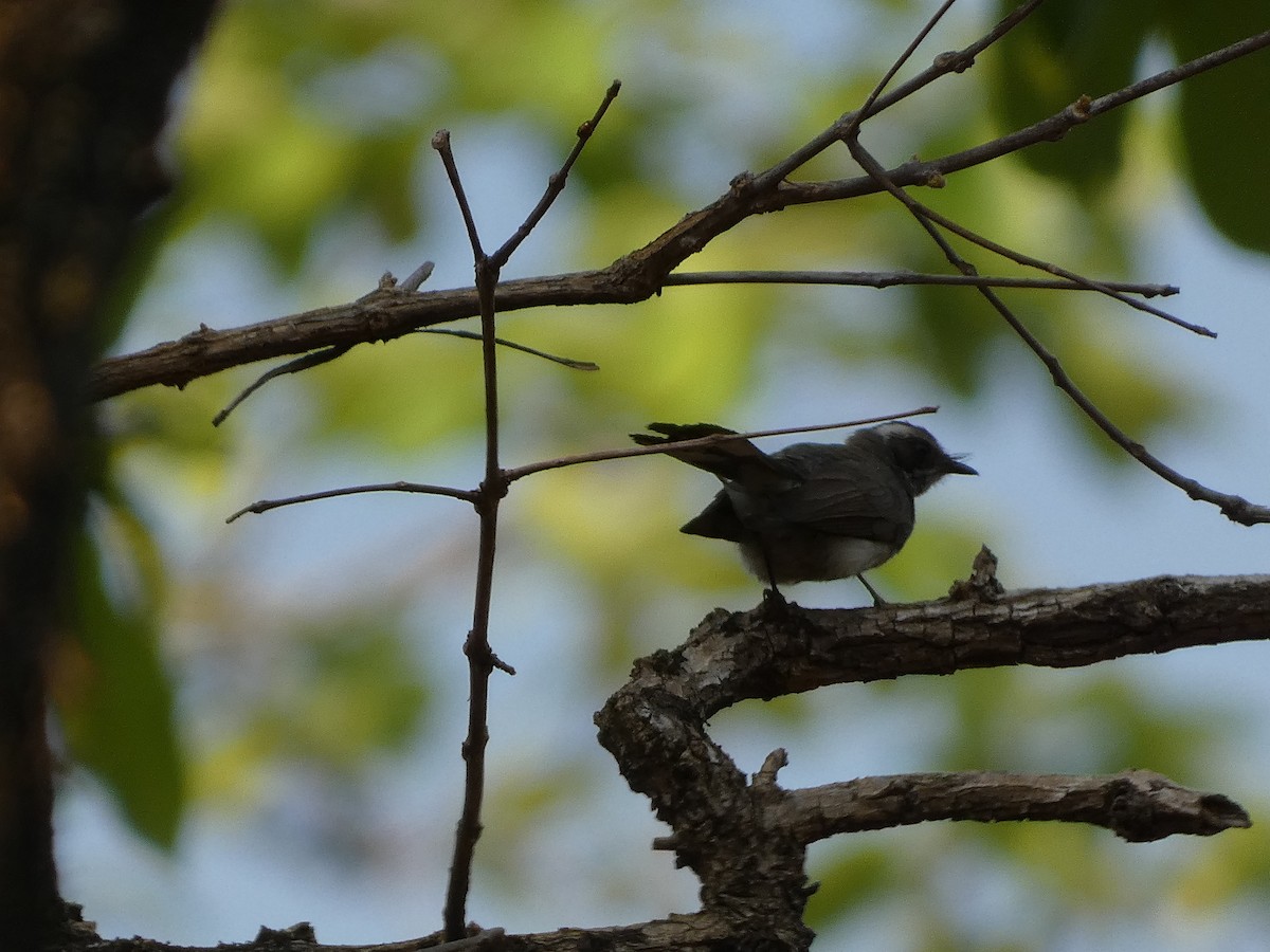 White-browed Fantail - ML617566259