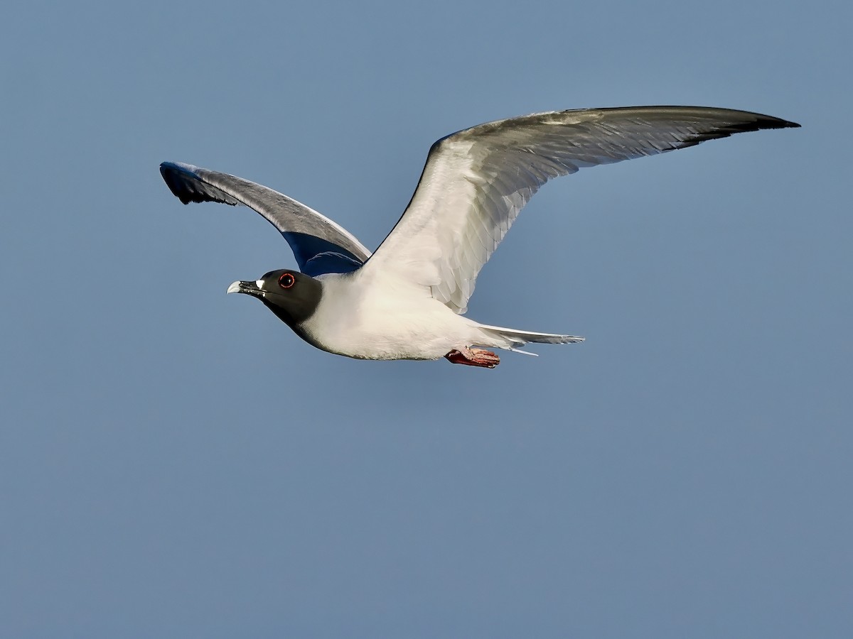 Swallow-tailed Gull - ML617566267