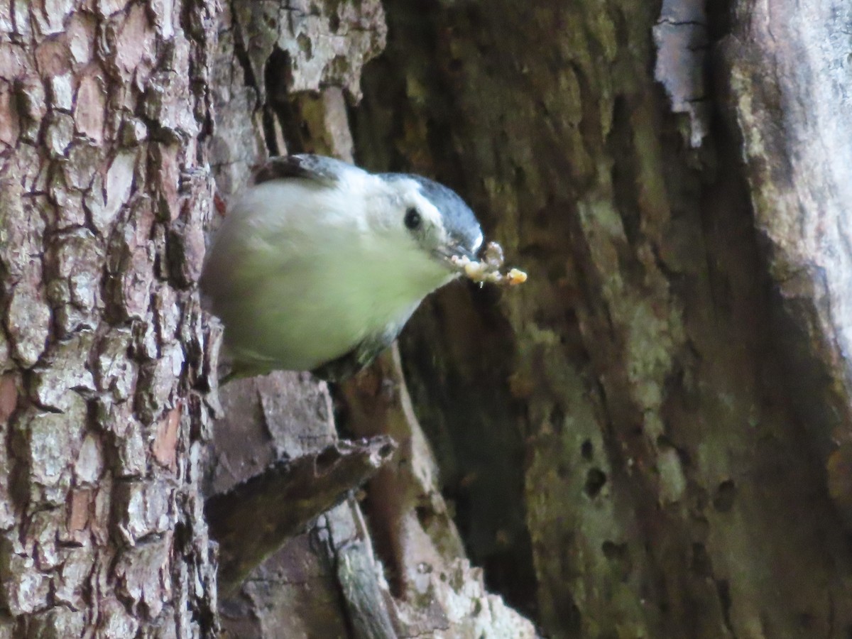 White-breasted Nuthatch - ML617566299