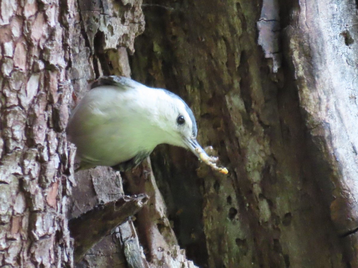 White-breasted Nuthatch - ML617566300
