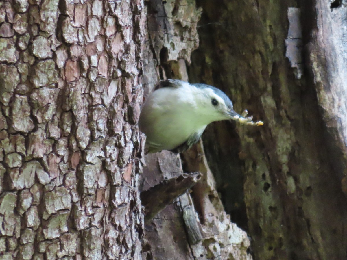 White-breasted Nuthatch - ML617566301