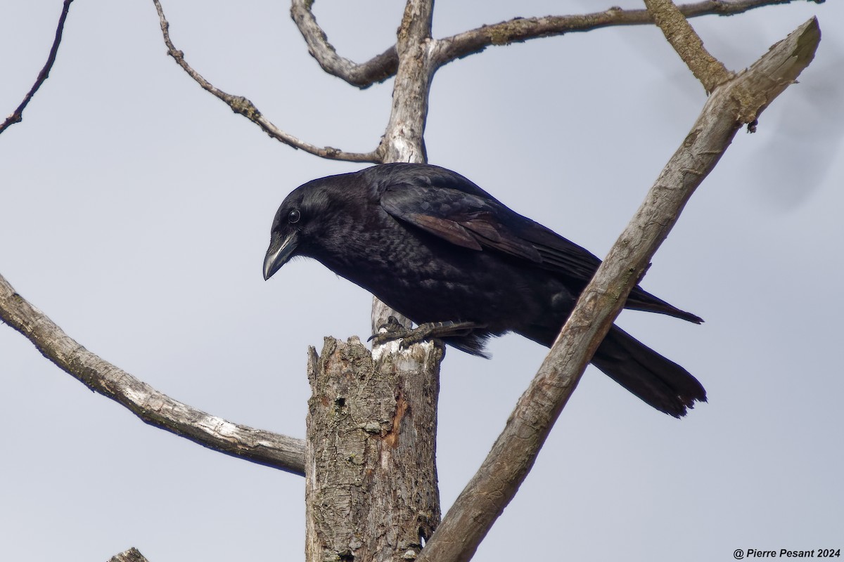 American Crow - ML617566339