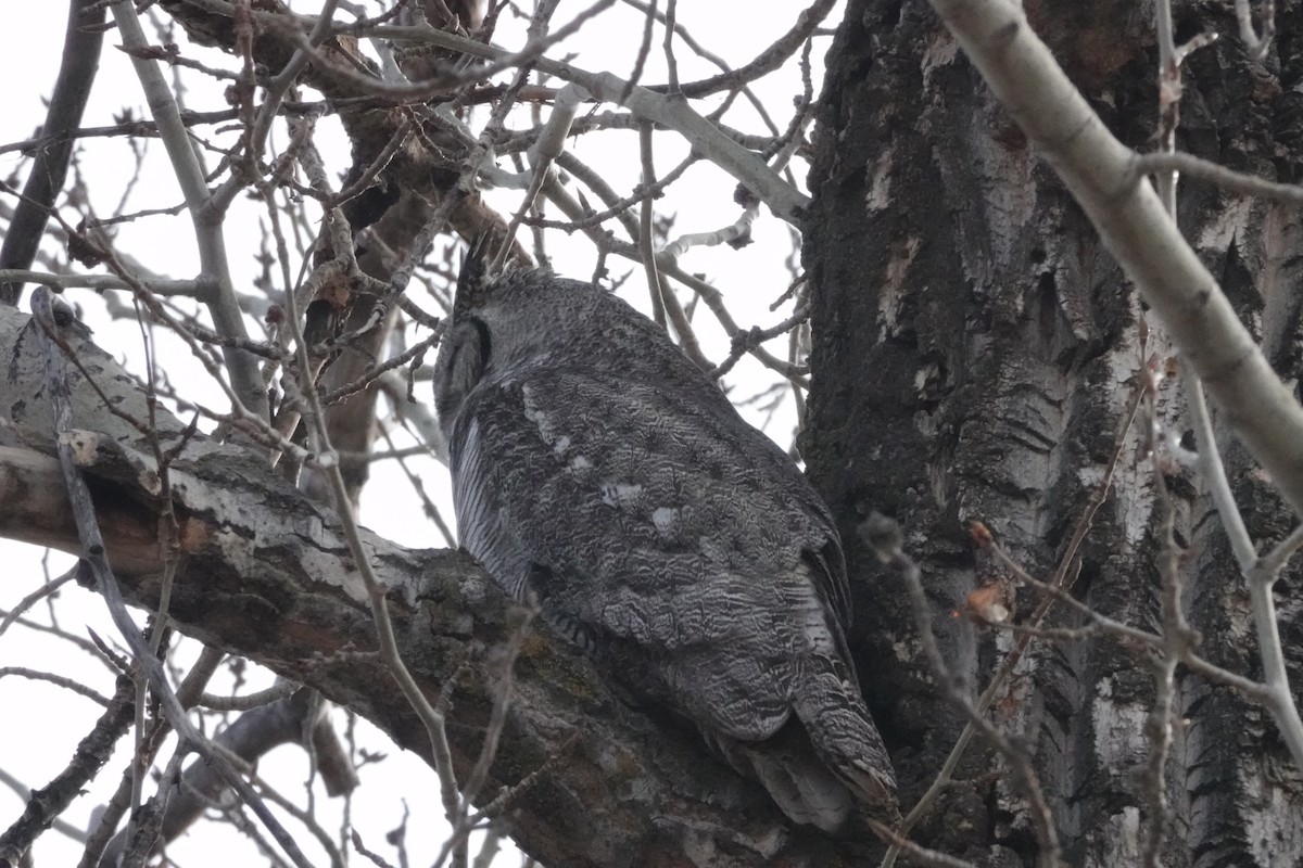 Great Horned Owl - ML617566346