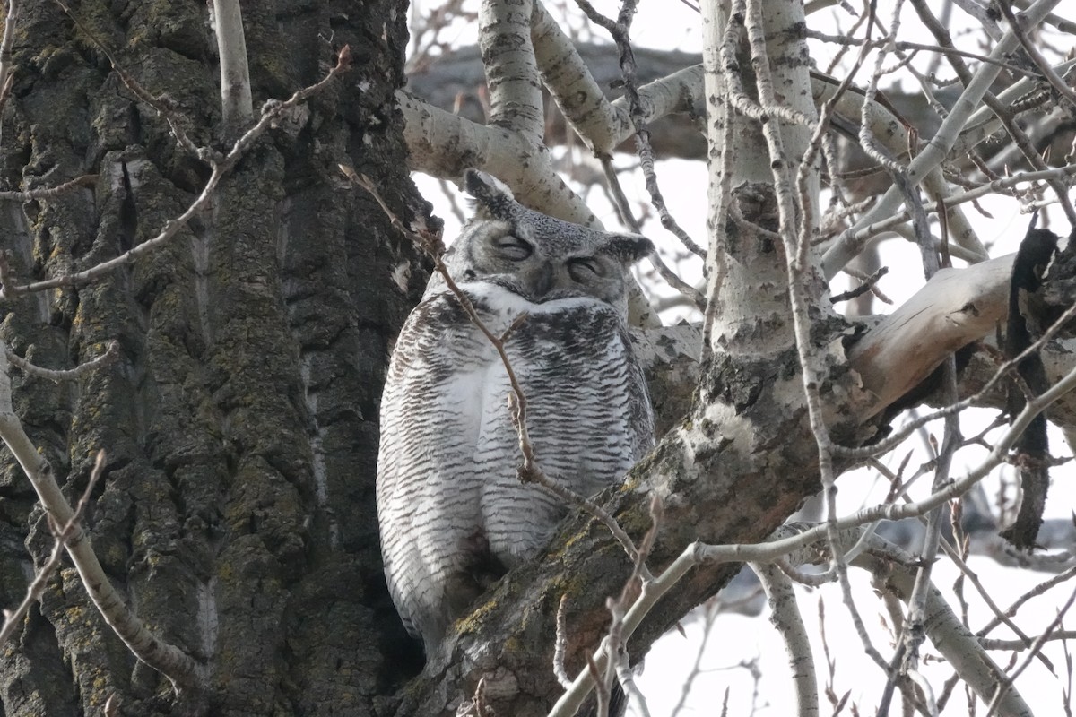 Great Horned Owl - ML617566347