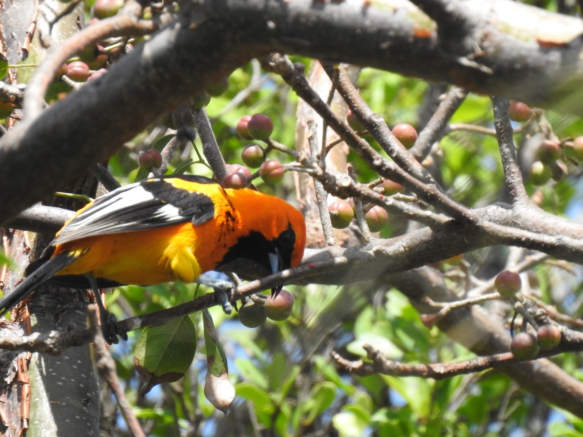 Spot-breasted Oriole - ML617566363