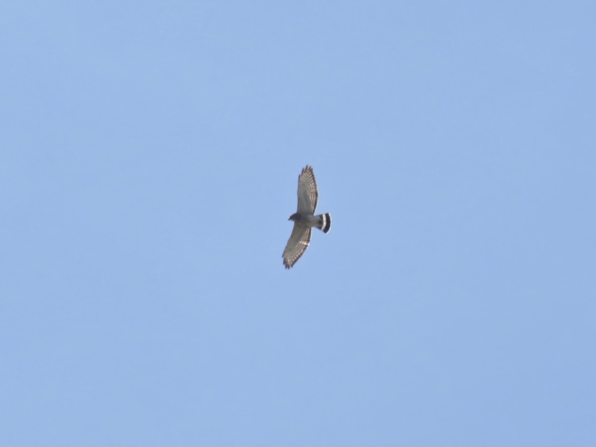 Broad-winged Hawk - ML617566367
