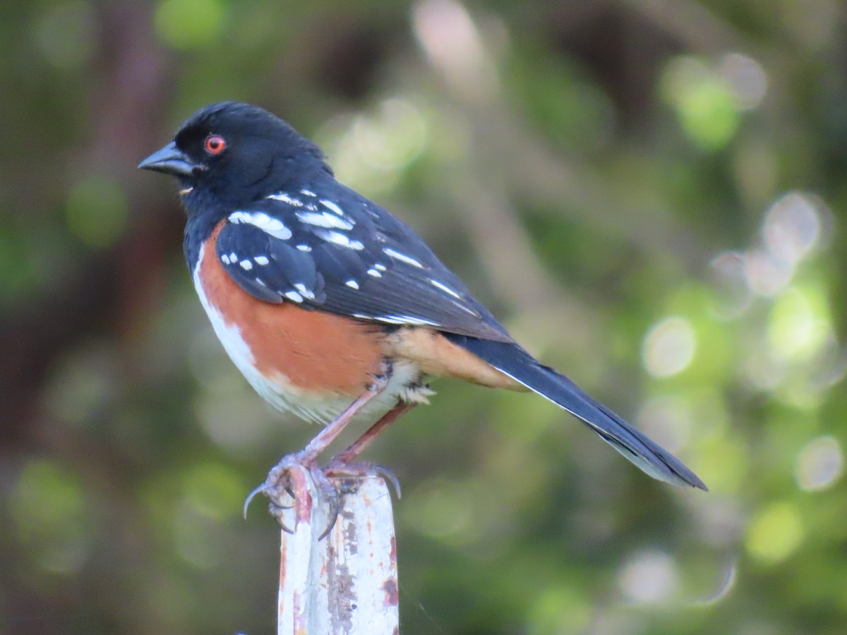 Spotted Towhee - ML617566419
