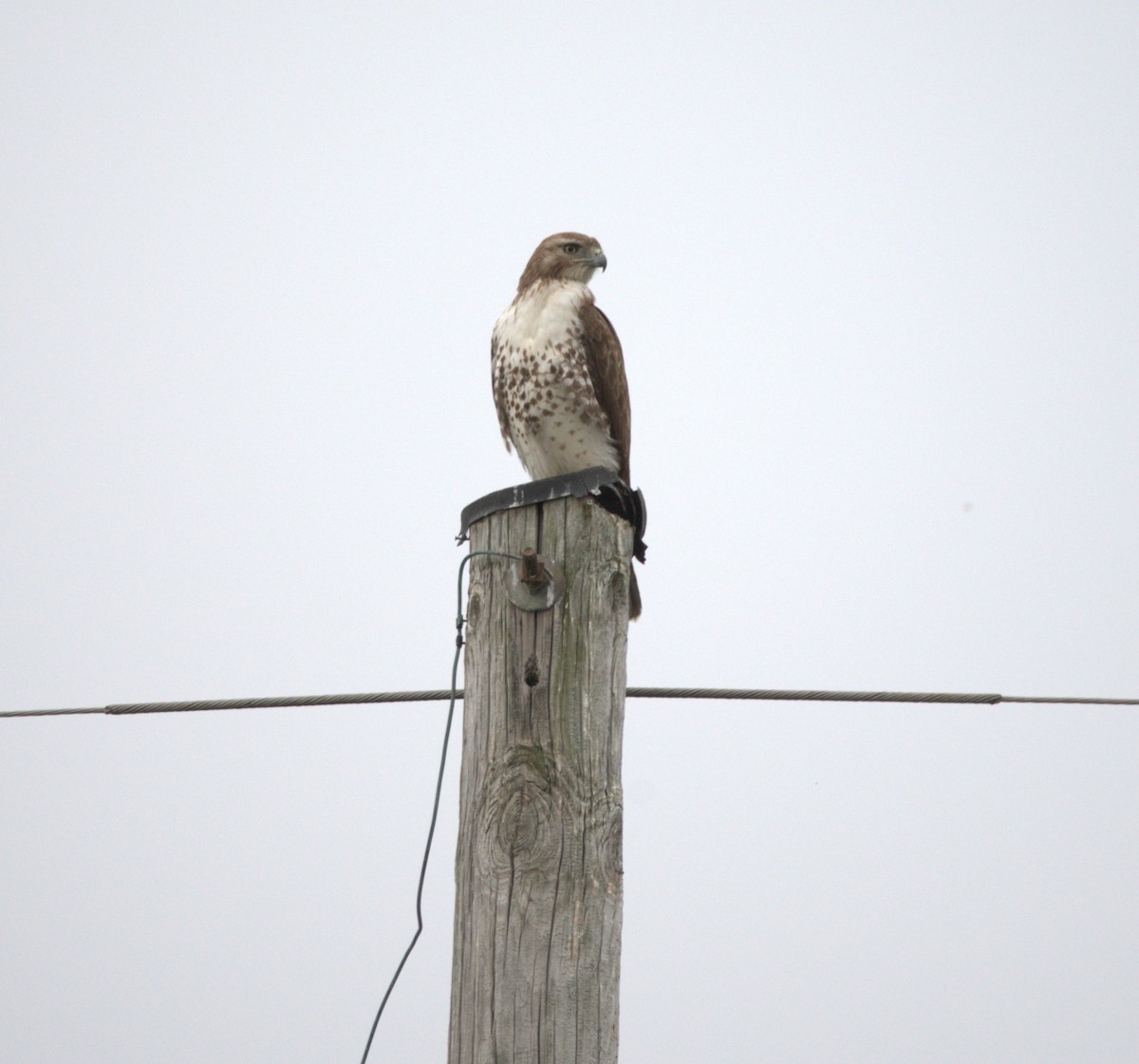 Red-tailed Hawk - ML617566435