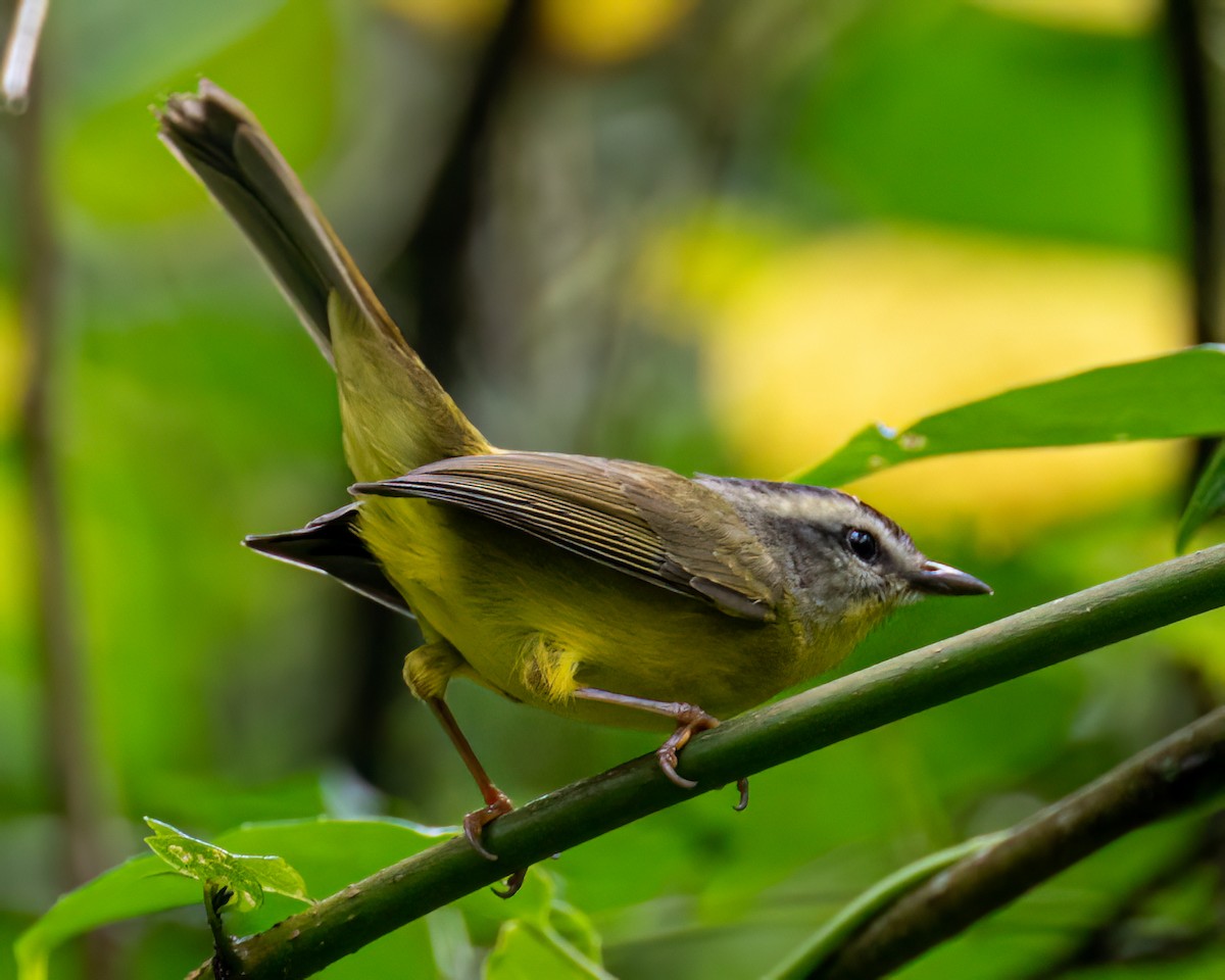 Golden-crowned Warbler - Victor Pássaro