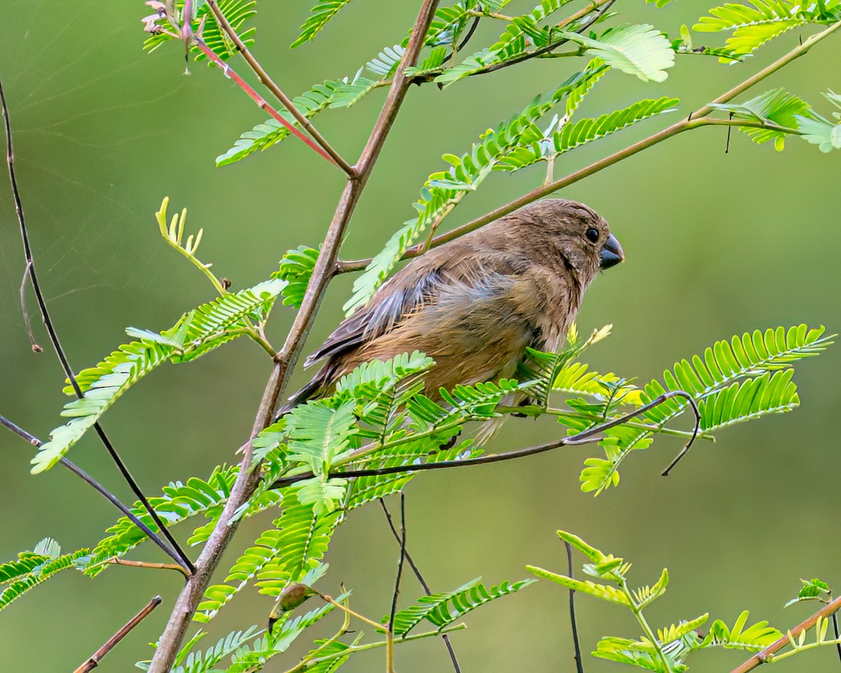 White-bellied Seedeater - ML617566549