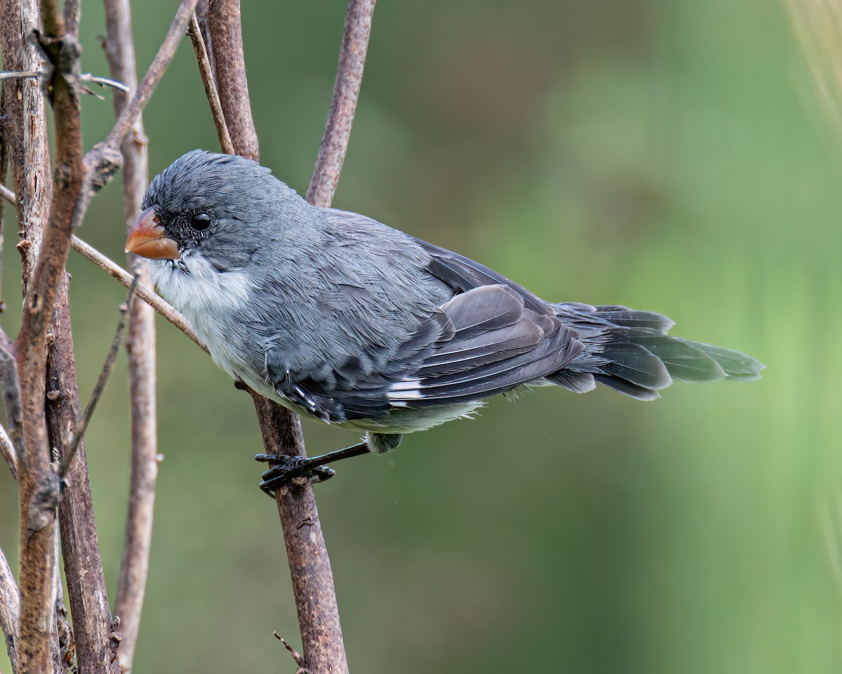 White-bellied Seedeater - Victor Pássaro