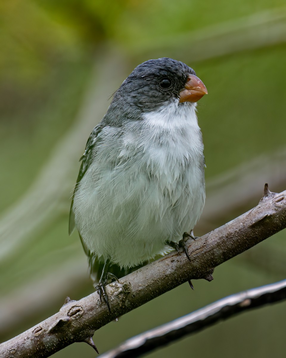White-bellied Seedeater - Victor Pássaro