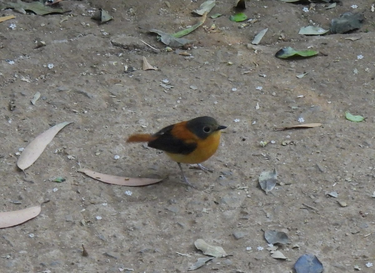 Black-and-orange Flycatcher - Sahana M