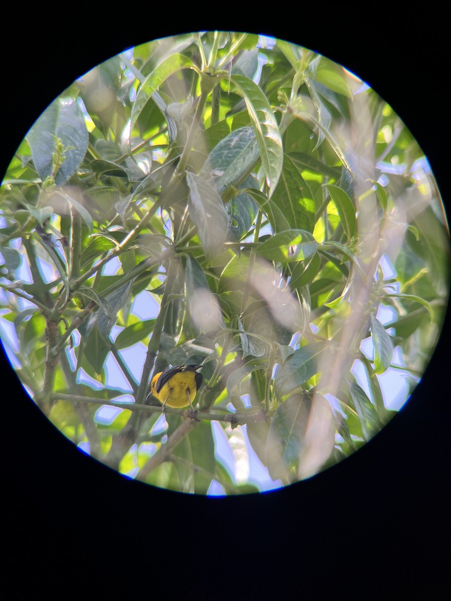 Black-and-yellow Tanager - Fabian Torres