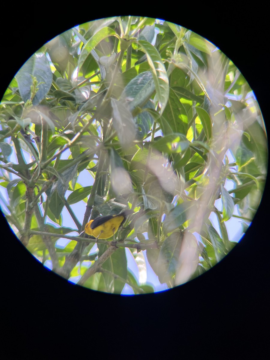 Black-and-yellow Tanager - ML617566643