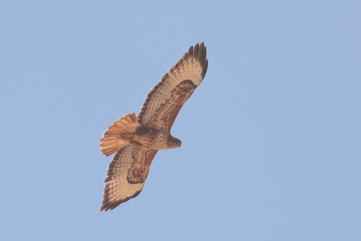 Common Buzzard (Steppe) - Alistair Walsh