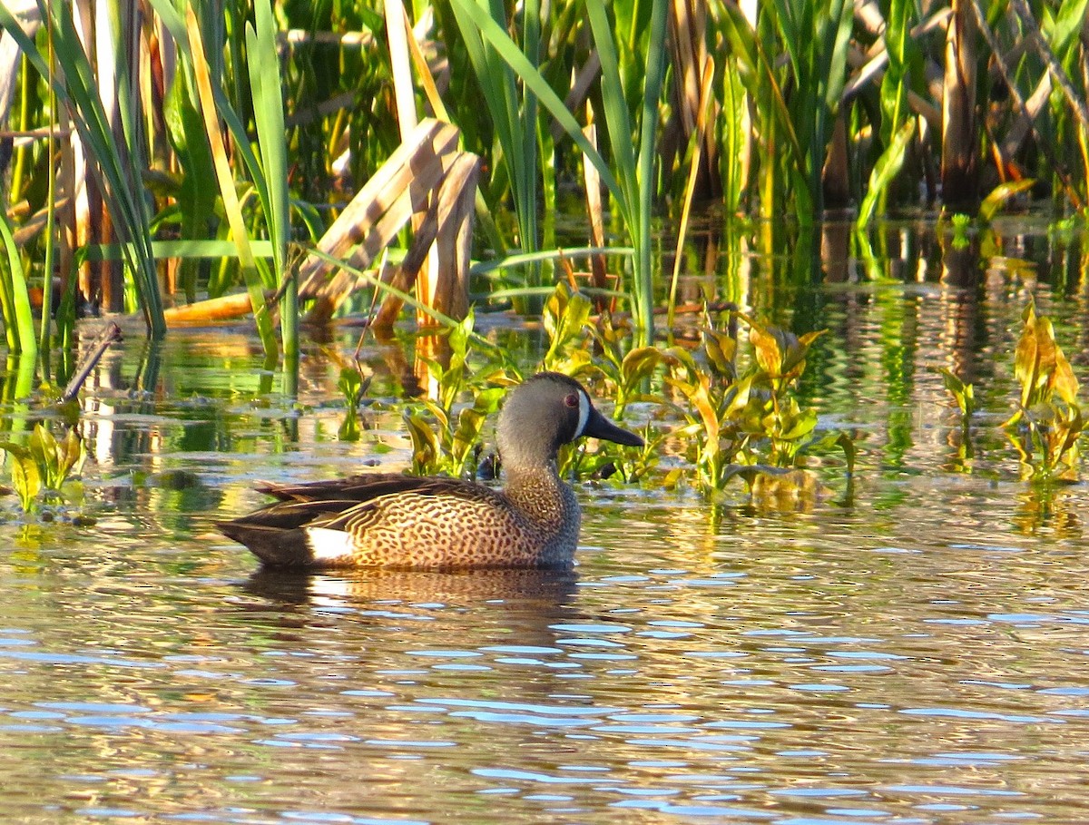 Blue-winged Teal - Buzz Devine