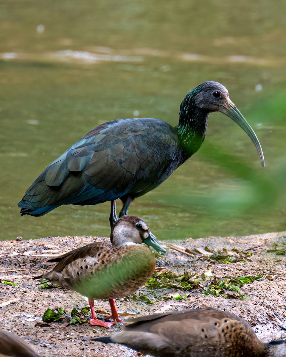 Green Ibis - Victor Pássaro