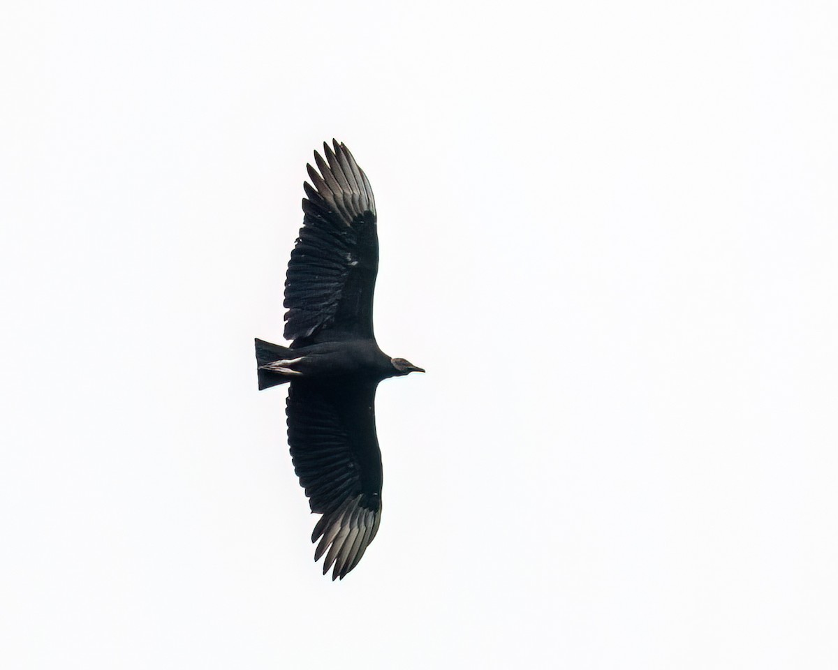 Black Vulture - ML617566717