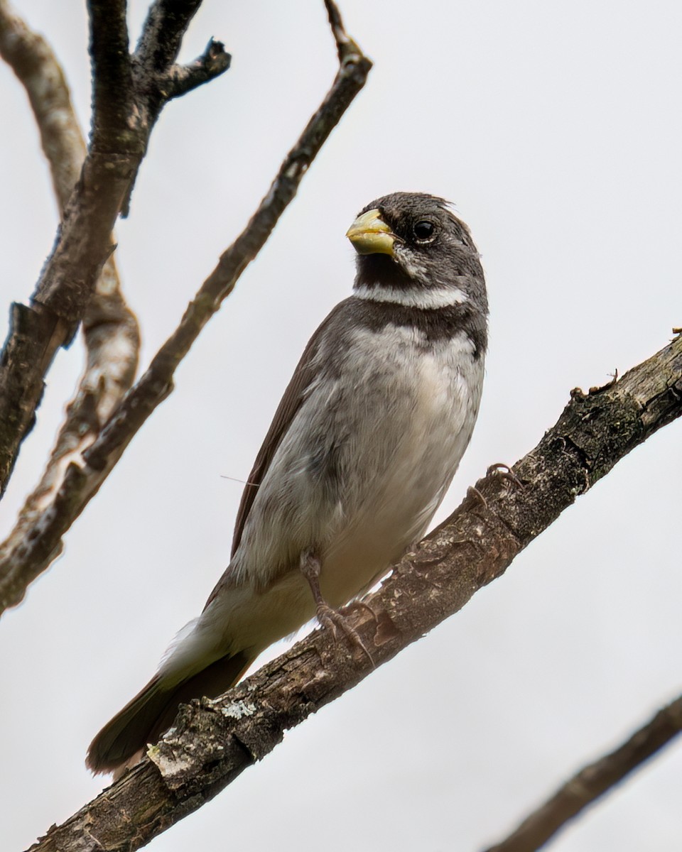 Double-collared Seedeater - Victor Pássaro
